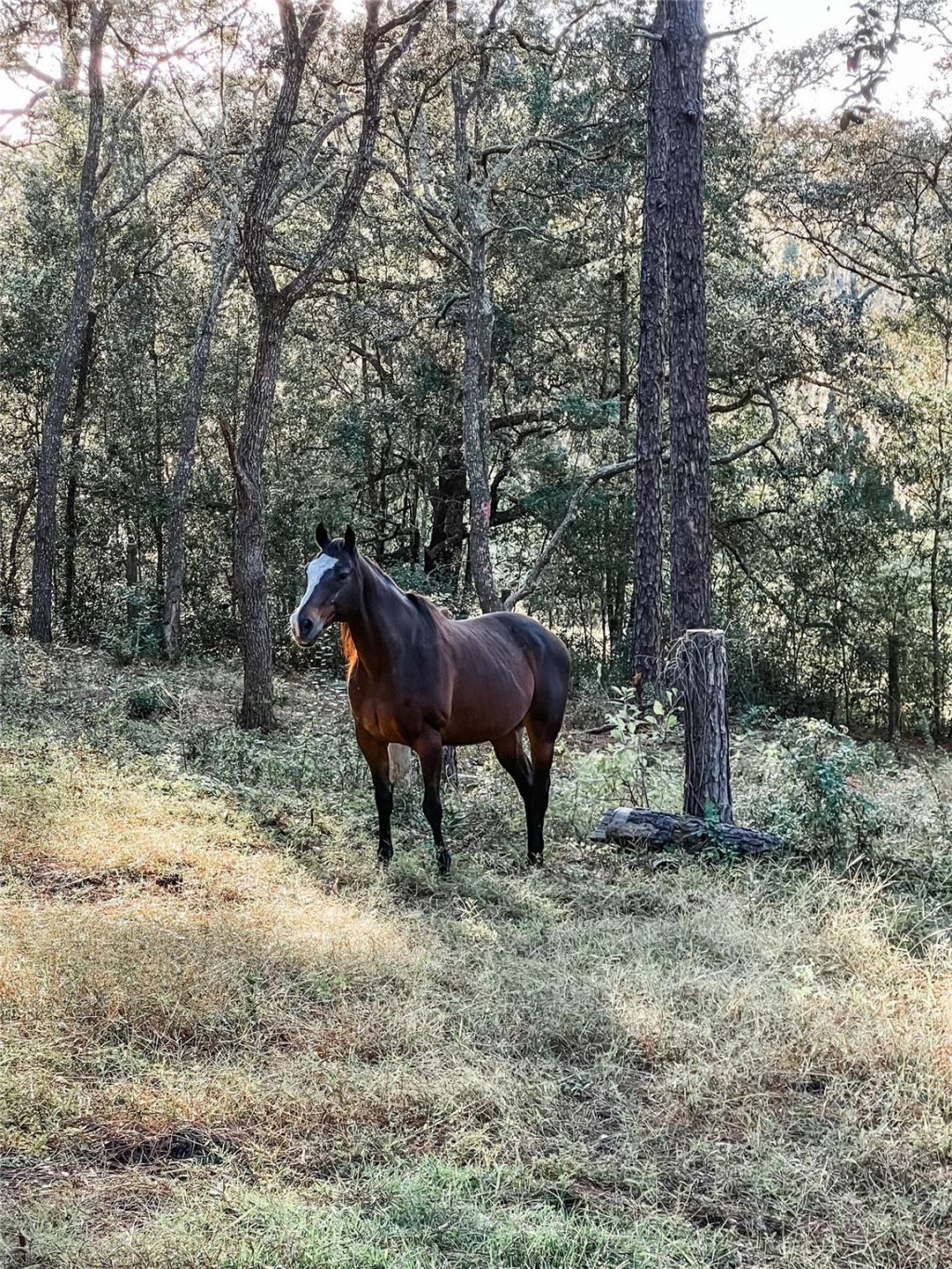 3050 E Possum Ct, Inverness, FL 34452 Photo