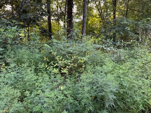 11 acres Off Hwy 107S, Del Rio, TN 37727