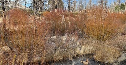 Apn 047 State Route 89, Markleeville, CA 96120 Photo