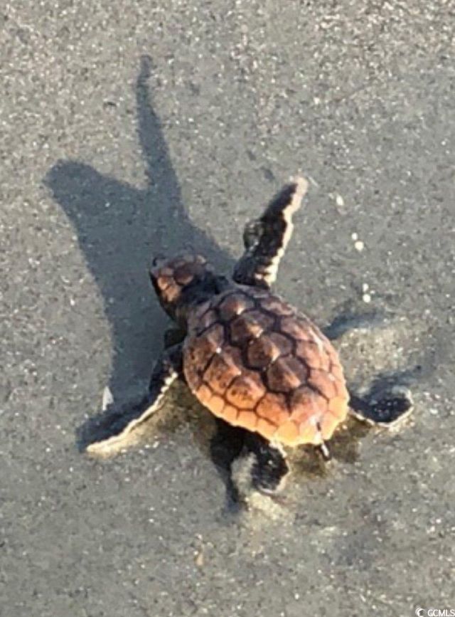 81 Ocean Green Dr. Photo 31