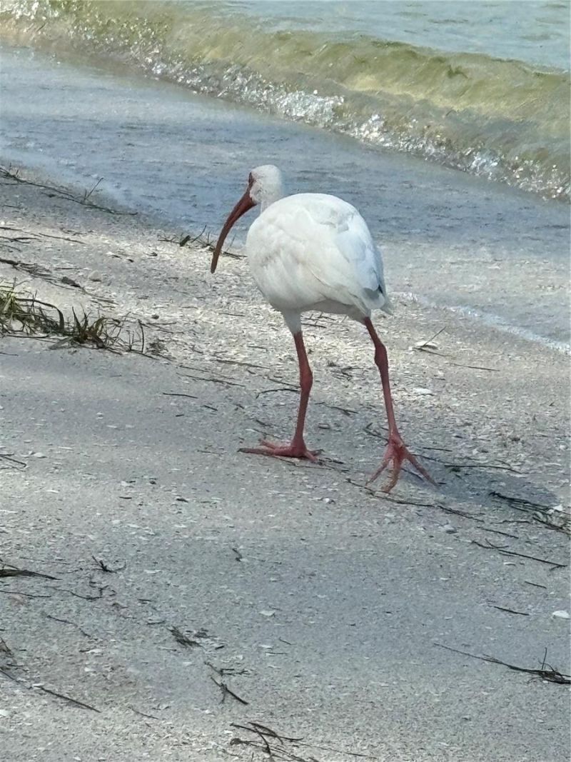 4530 Pinebrook Circle, Unit 301, Bradenton, FL 34209 Photo