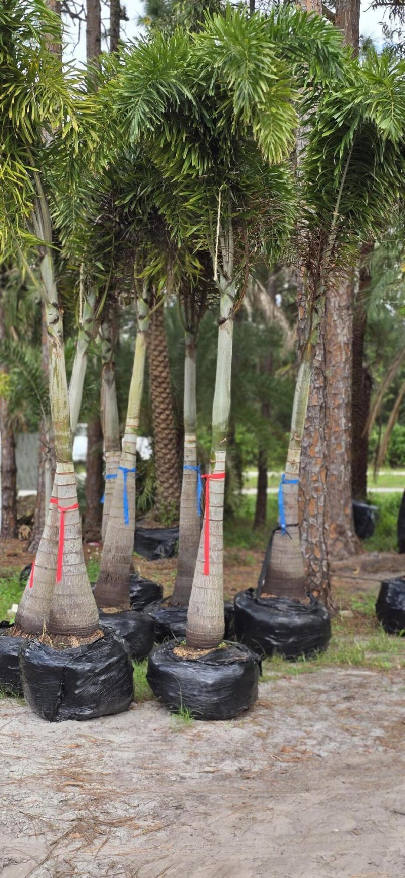 15720 Okeechobee Boulevard, Loxahatchee Groves, FL 33470 Photo