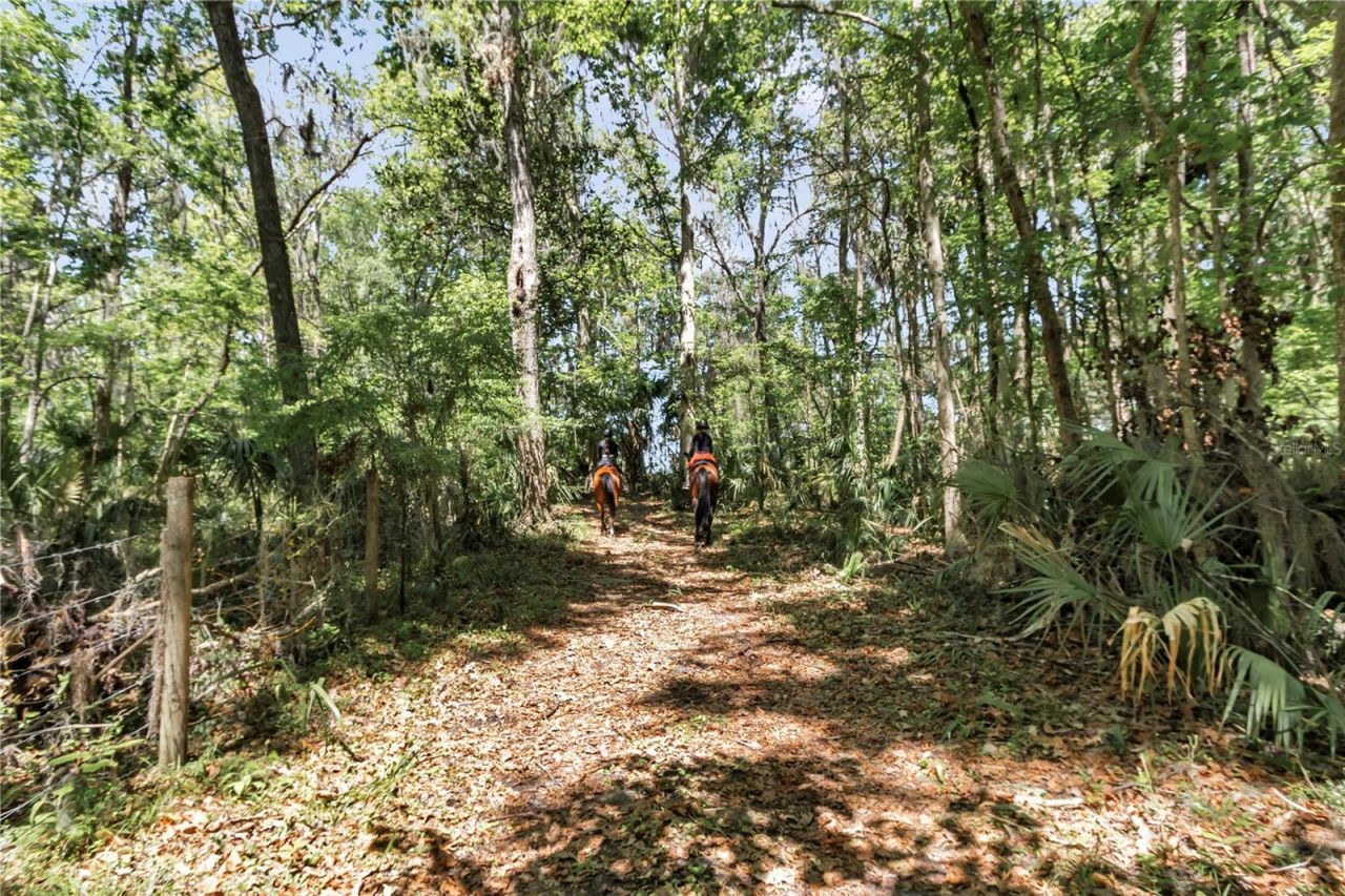 7000 NW Hwy 320, Micanopy, FL 32667 Photo