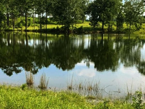 9023 County Rd 34, Millry, AL 36558