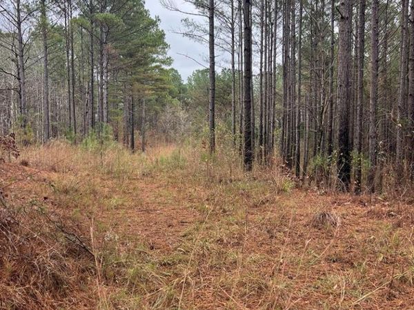 0 County Road 151a, Randolph, MS 38864