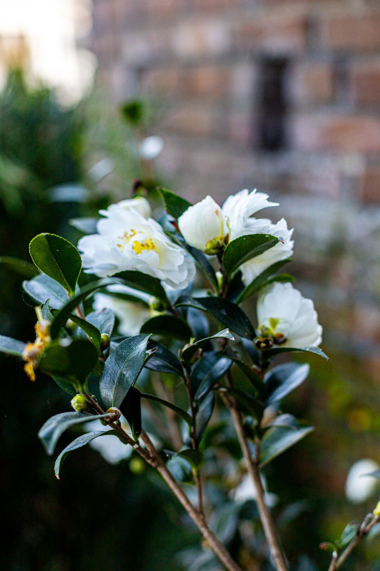 173 Tradd Street Photo 17