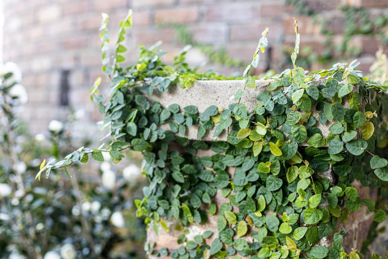 173 Tradd Street Photo 19