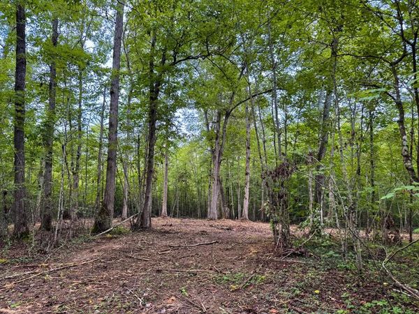 Tract 7 Sheep Ranch Road, Robbins, TN 37852