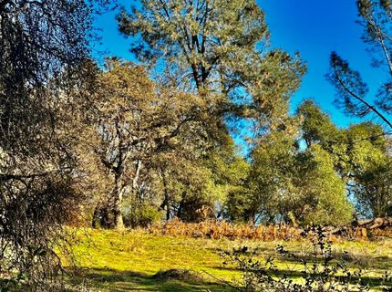 7317 La Porte Rd, Rackerby, CA 95972 Photo