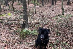 Bhl 4 Boise Cascade Road photo 4