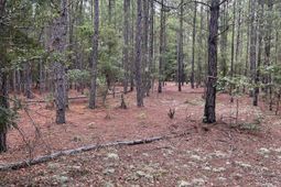 Bhl 8 Boise Cascade Road photo 4