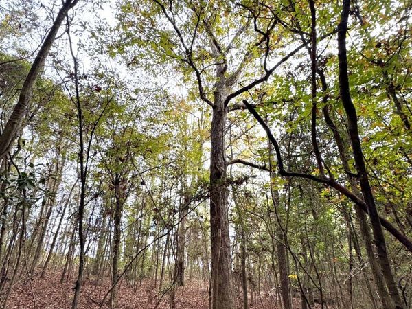 000 Elarton Road, Osyka, MS 39657