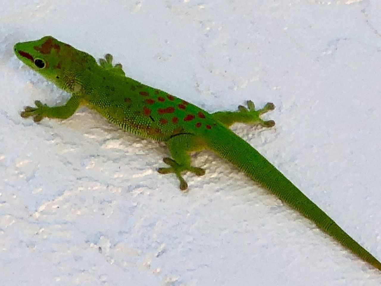 55 Boca Chica Road, Unit 132, Big Coppitt, FL 33040 Photo