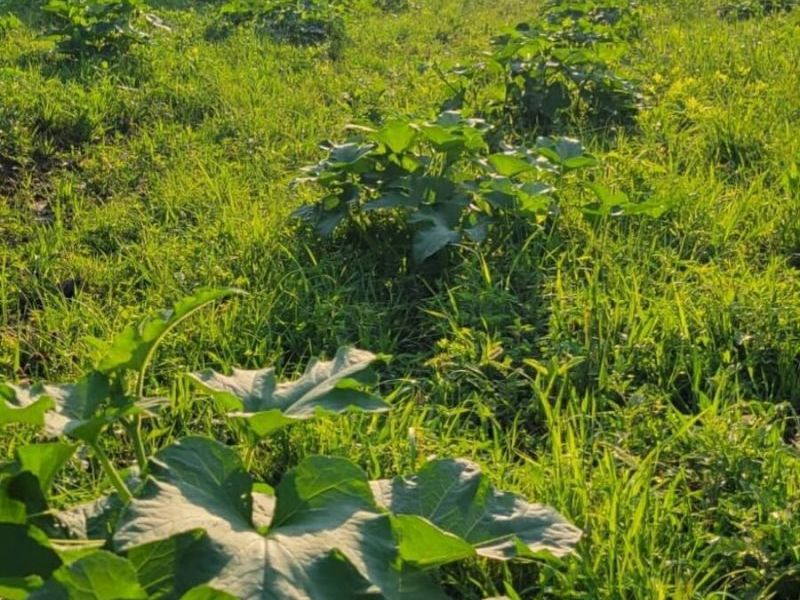 25140 Shurtz Road, New Plymouth, OH 45654 Photo 46