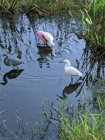 10113 Colonial Country Club Blvd, Unit 2205, Fort Myers, FL 33913 Photo