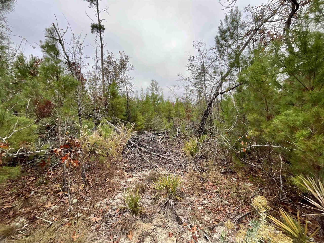 Vacant Joshua Road, Marianna, FL 32448 Photo