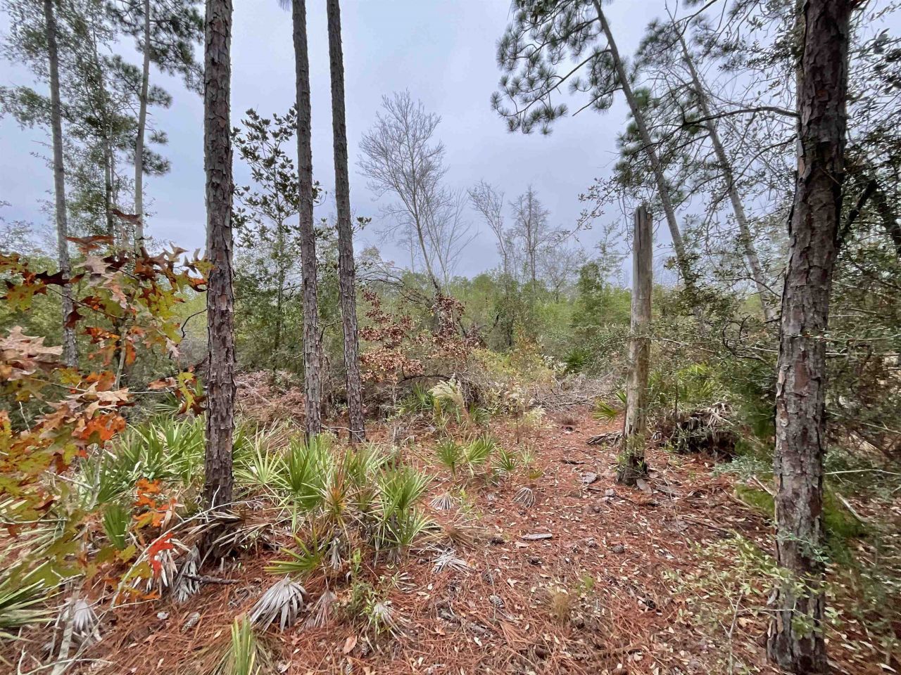 Vacant Joshua Road, Marianna, FL 32448 Photo