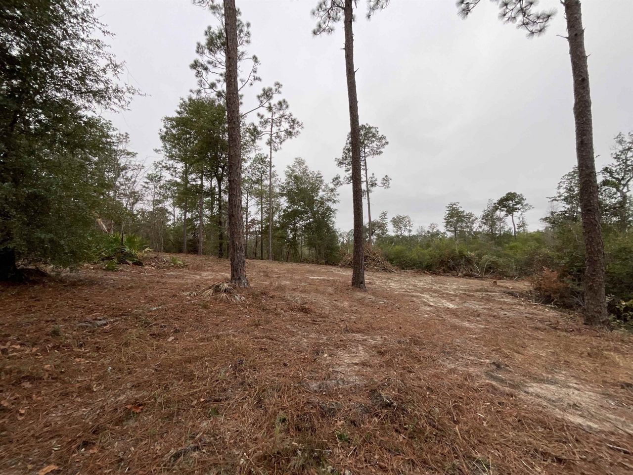Vacant Joshua Road, Marianna, FL 32448 Photo
