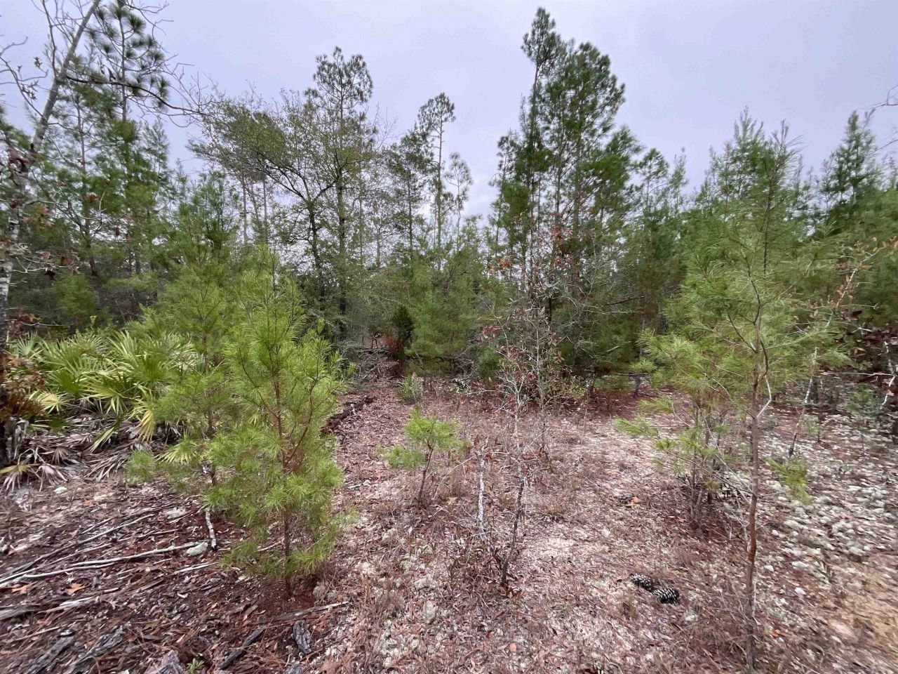 Vacant Joshua Road, Marianna, FL 32448 Photo