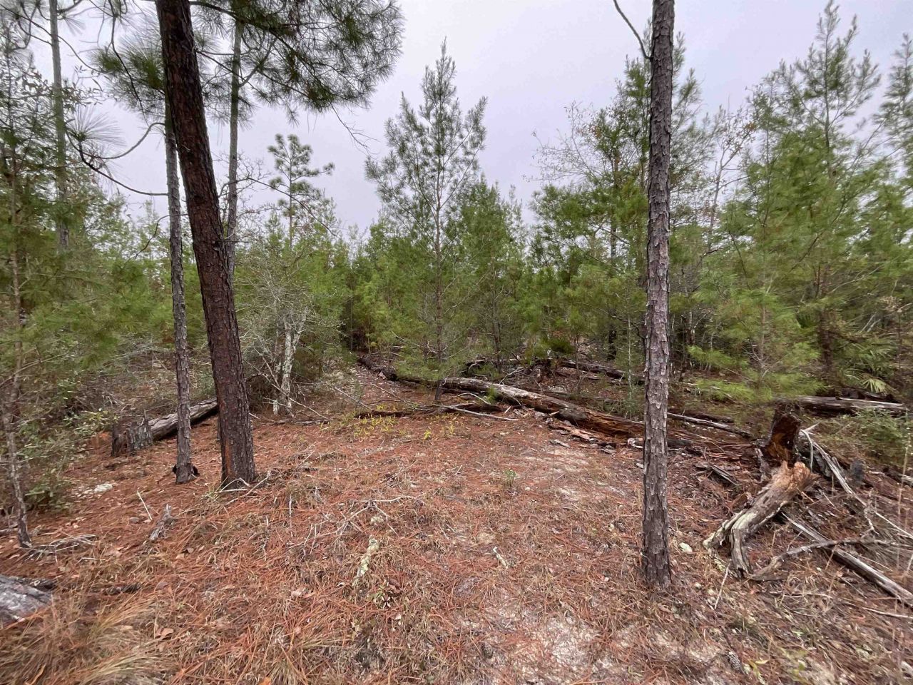 Vacant Joshua Road, Marianna, FL 32448 Photo