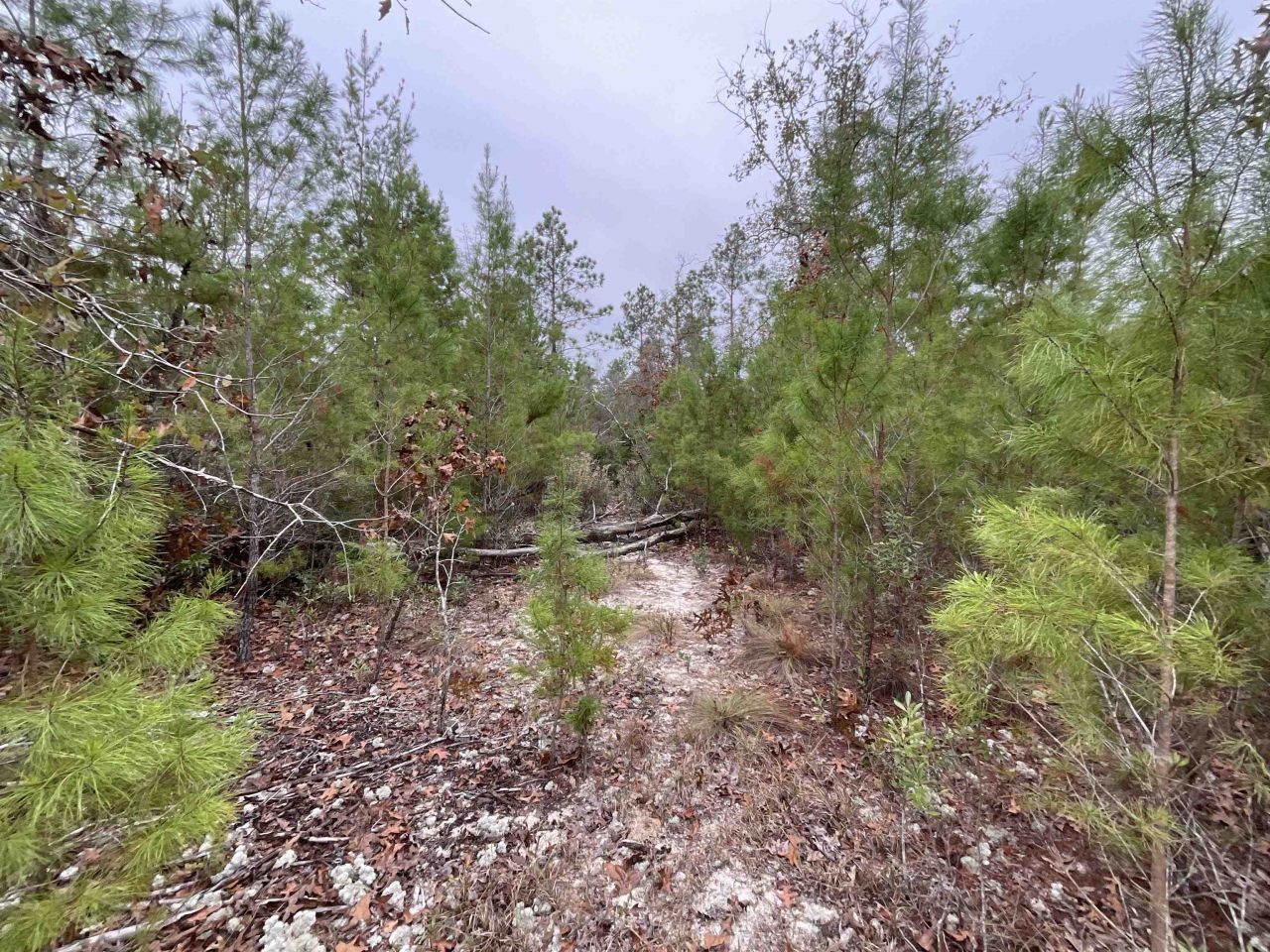 Vacant Joshua Road, Marianna, FL 32448 Photo