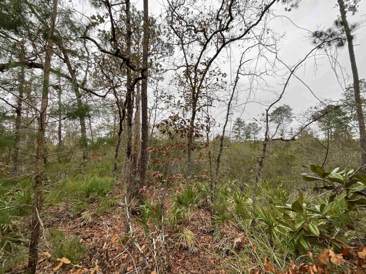 Vacant Joshua Road, Marianna, FL 32448 Photo