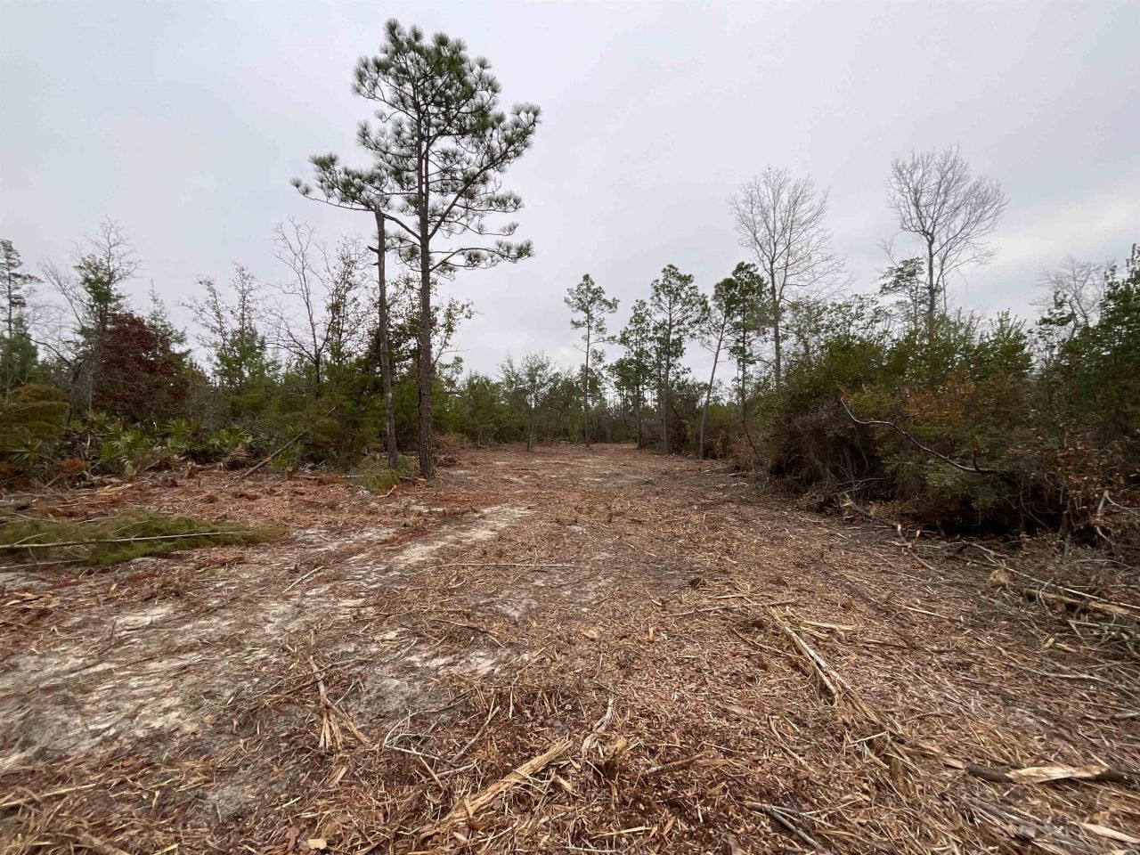 Vacant Joshua Road, Marianna, FL 32448 Photo