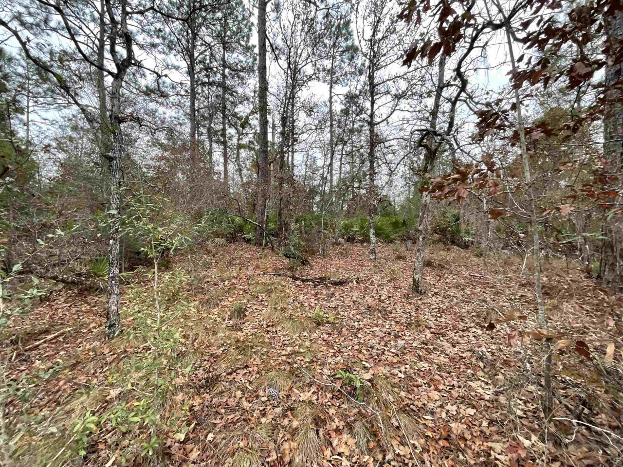 Vacant Joshua Road, Marianna, FL 32448 Photo