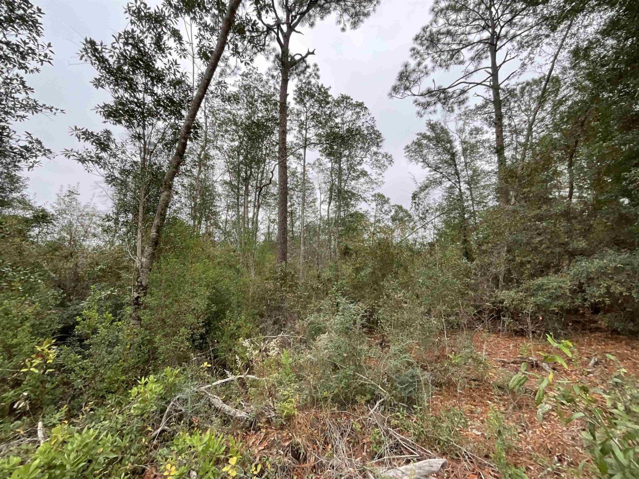 Vacant Joshua Road, Marianna, FL 32448 Photo