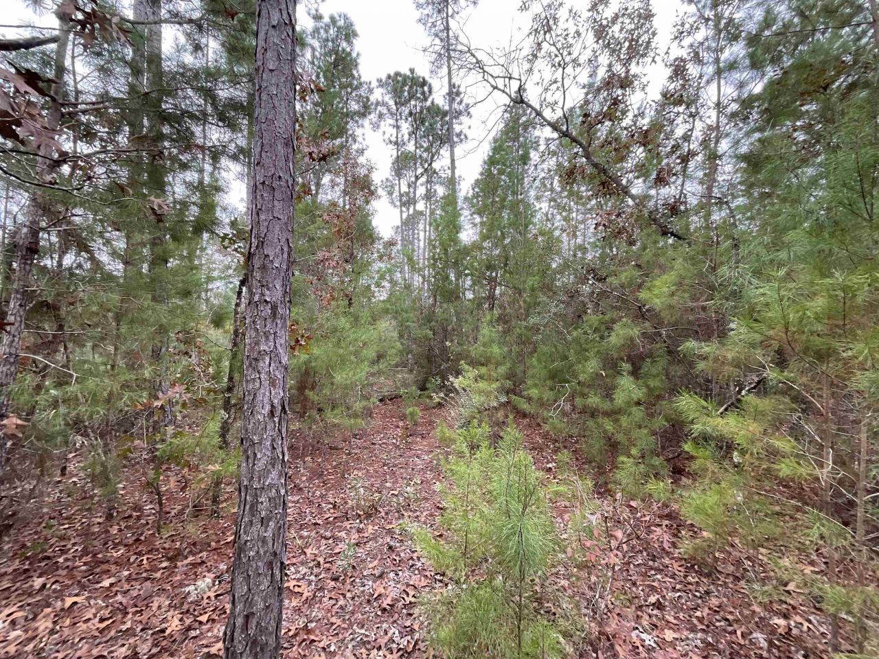 Vacant Joshua Road, Marianna, FL 32448 Photo