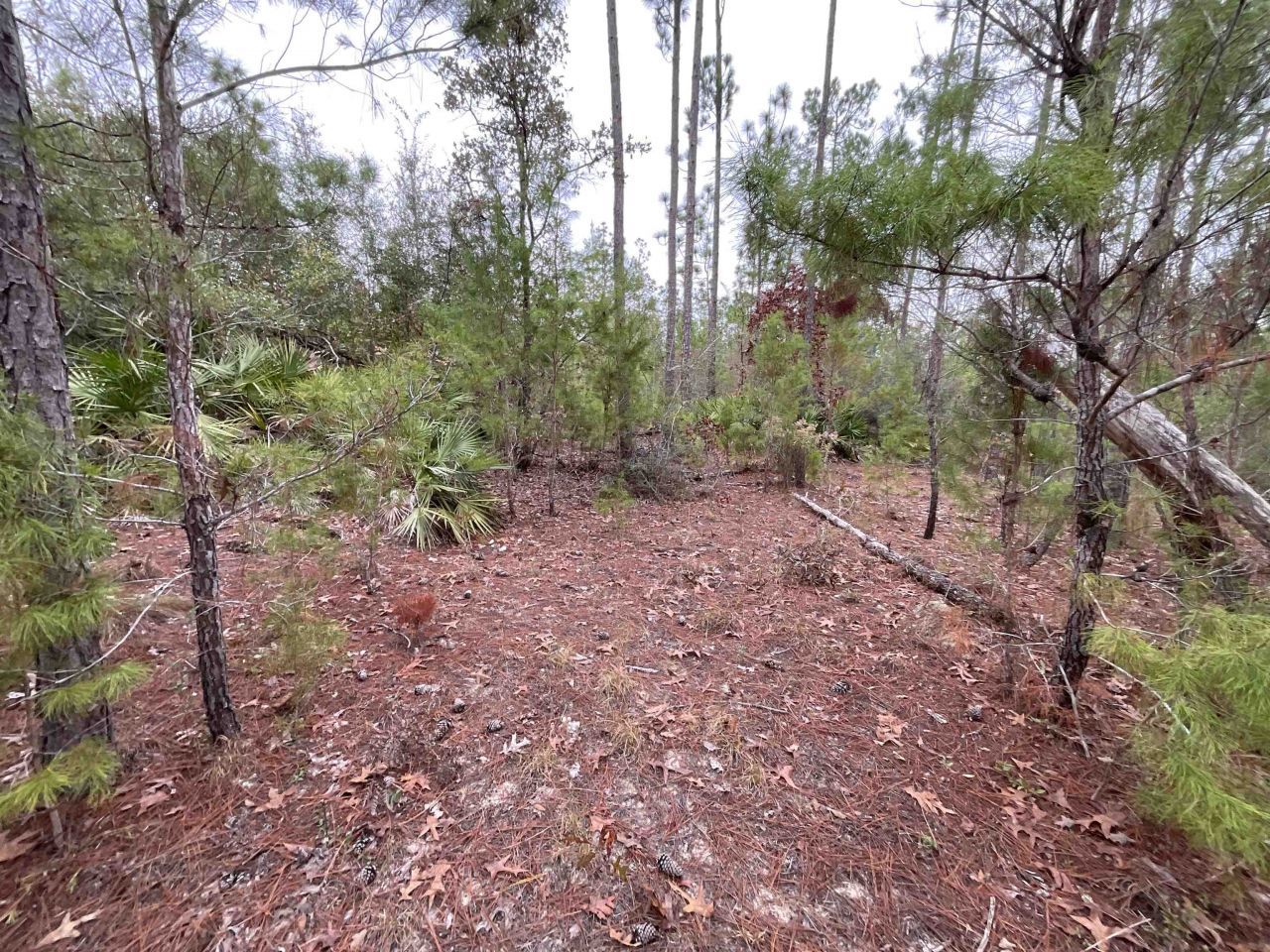 Vacant Joshua Road, Marianna, FL 32448 Photo