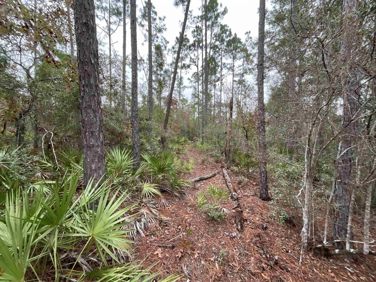 Vacant Joshua Road, Marianna, FL 32448 Photo