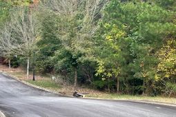 518 Doko Court  photo 4