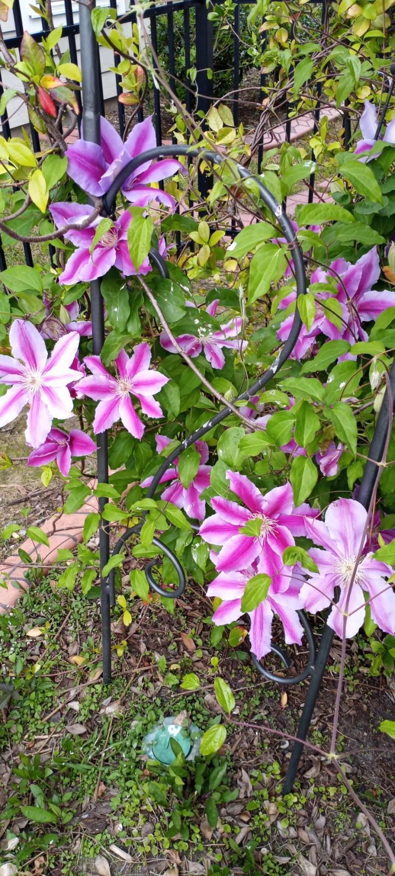 1709 Maplecress Way Photo 39