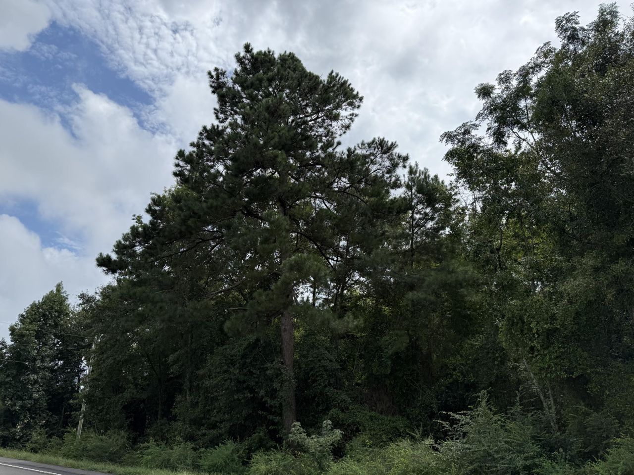 0000 Live Oak Lane Photo 11