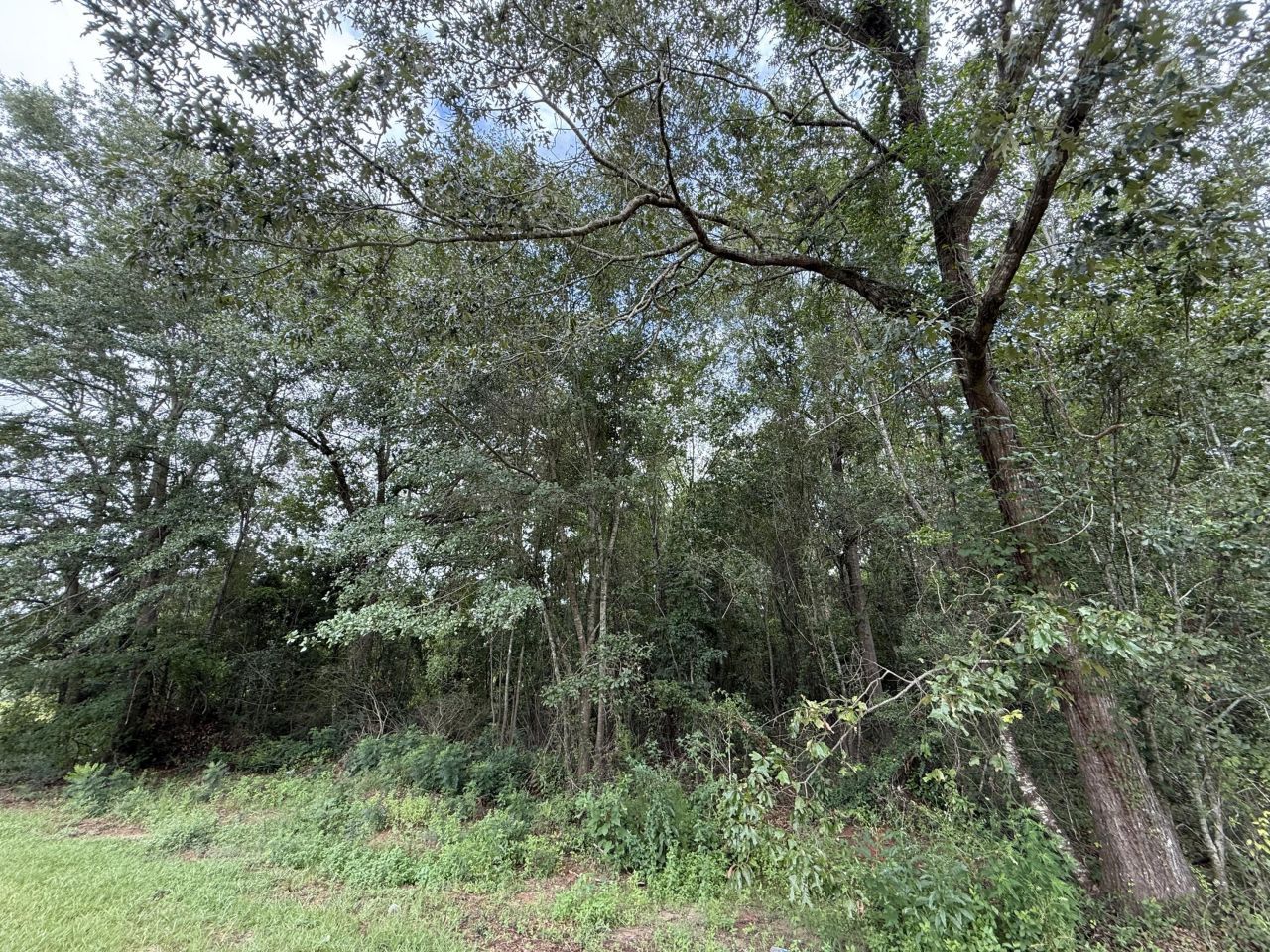 0000 Live Oak Lane Photo 14