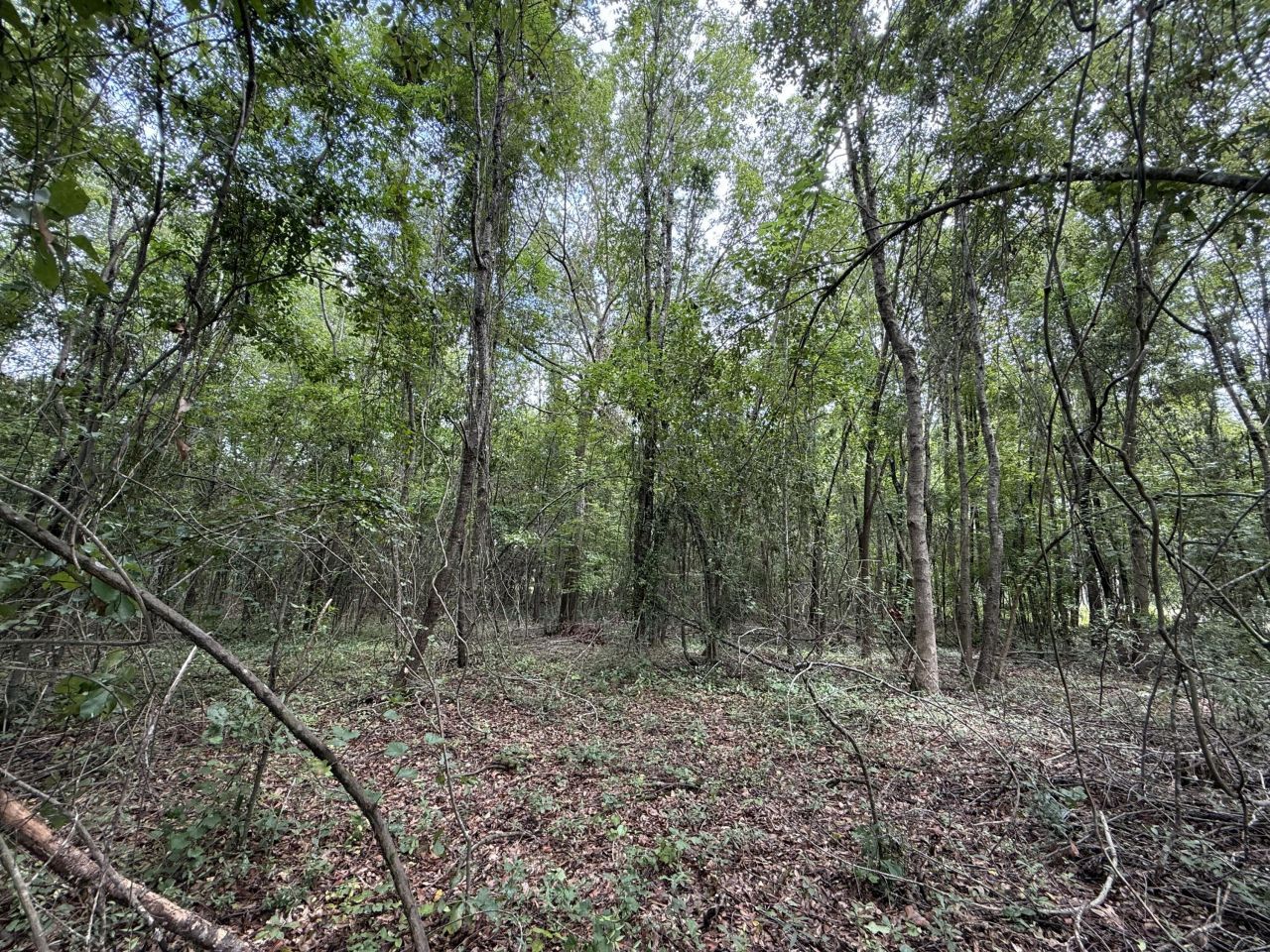 0000 Live Oak Lane Photo 16