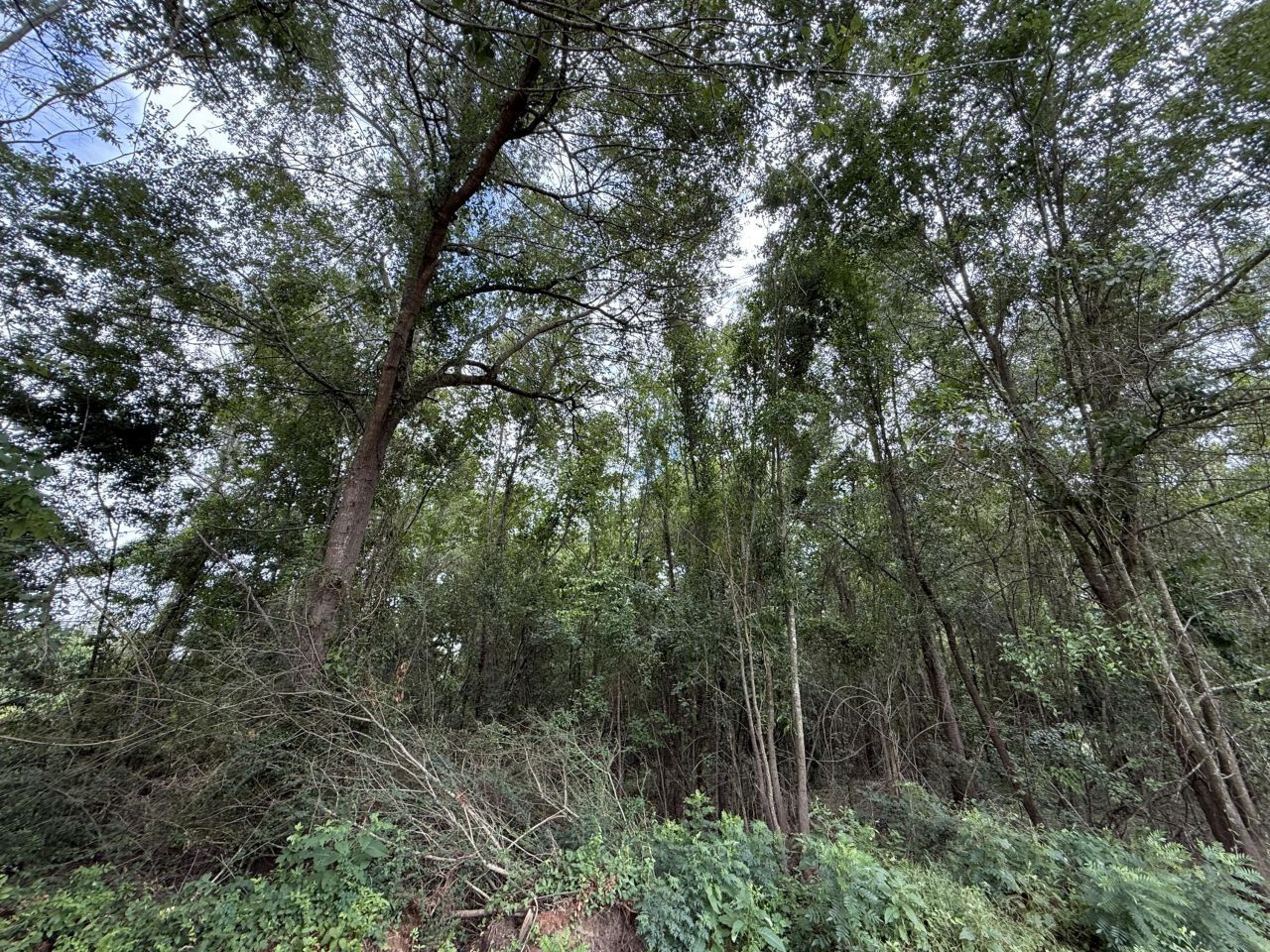 0000 Live Oak Lane Photo 19