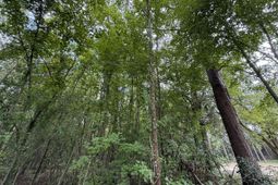 0000 Live Oak Lane photo 4