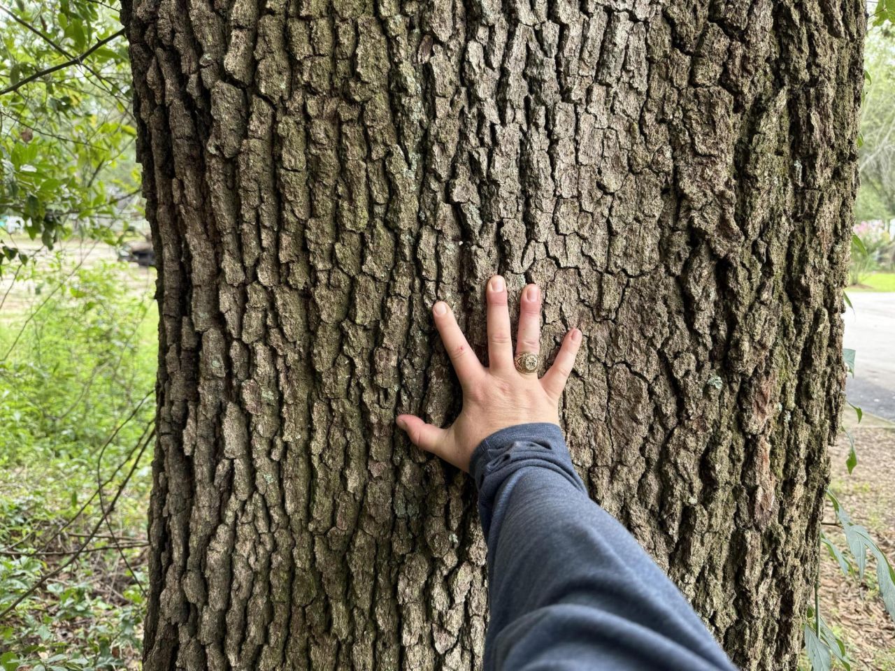 0000 Live Oak Lane Photo 4