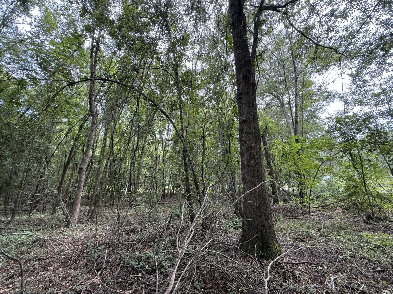 0000 Live Oak Lane Photo 6