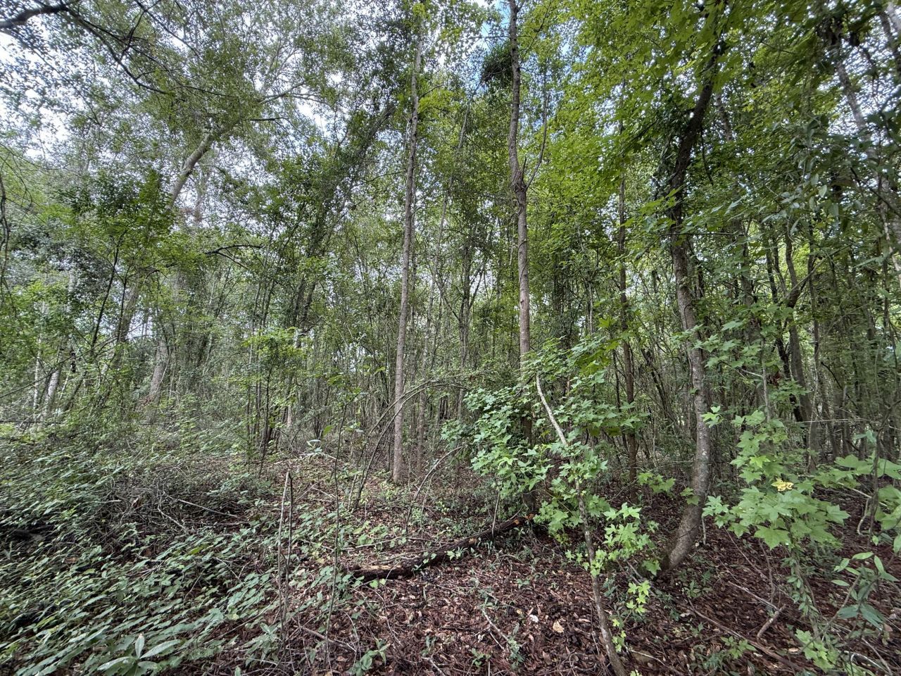 0000 Live Oak Lane Photo 8