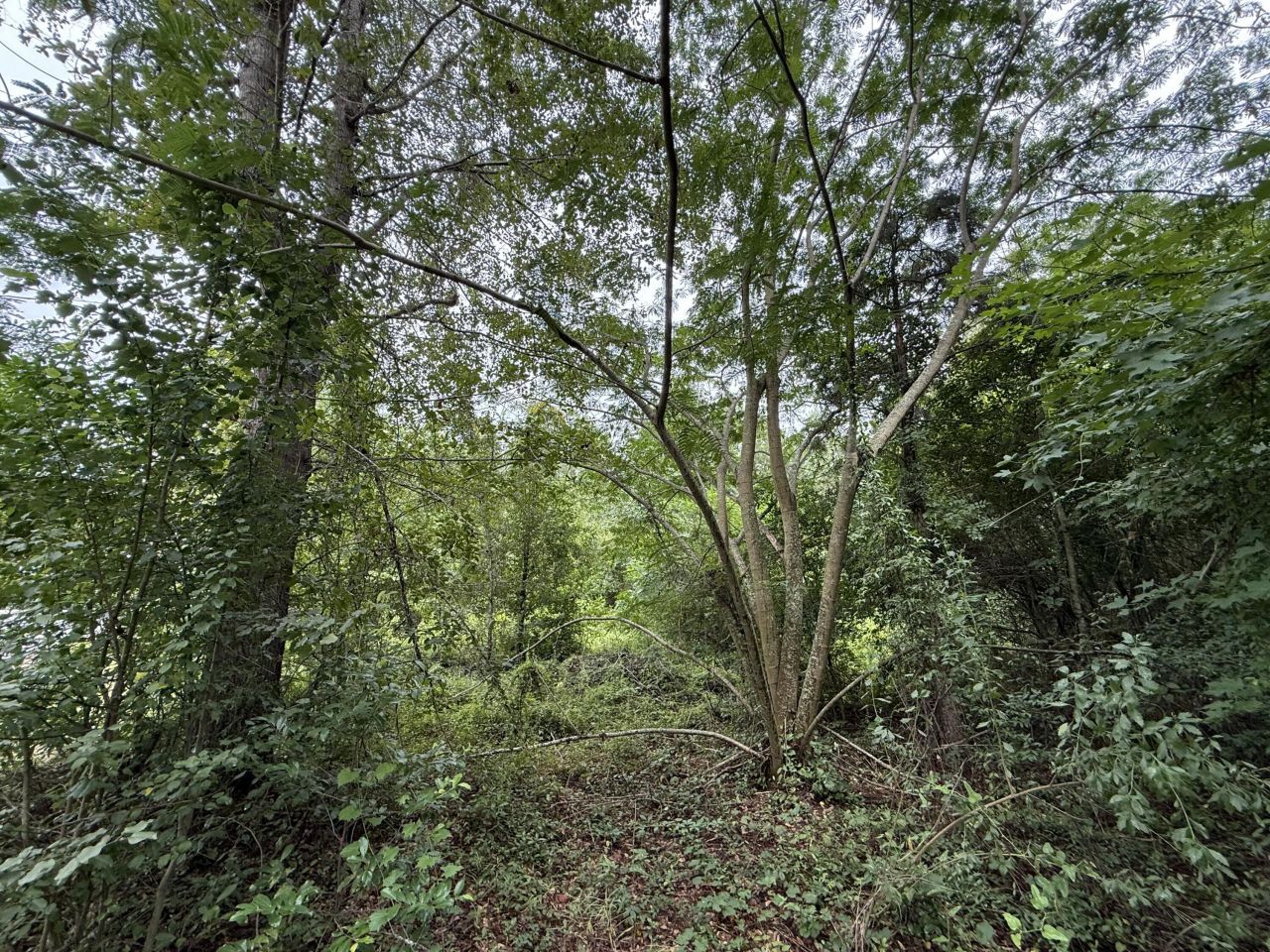 0000 Summer Drive Photo 12