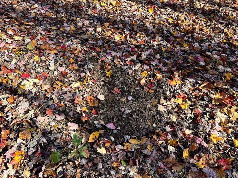 929 Poplar Ridge Road , Unit (Ponds Pop, Gallipolis, OH 45631 Photo 24