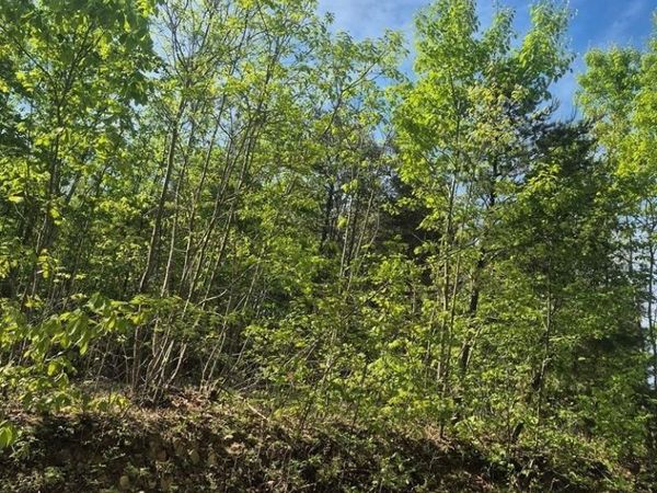 Lot 16 Mountain Creek Rd, Green Bay, VA 23942