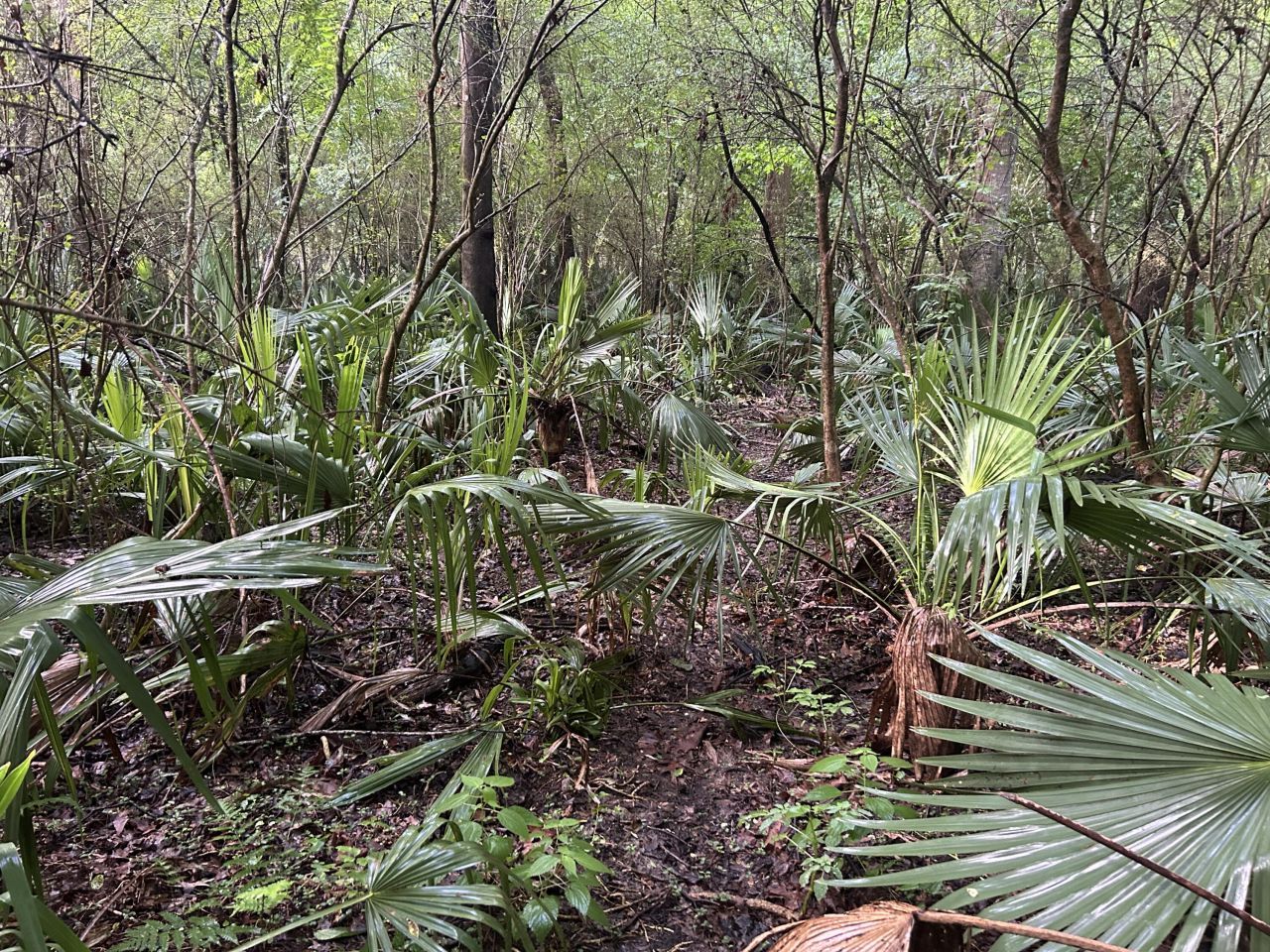 000 Cypress Campground Road Photo 22