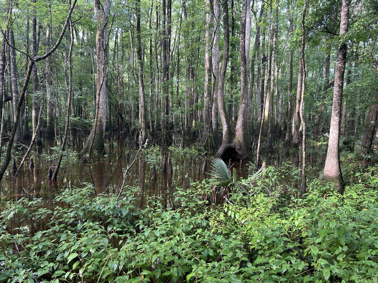 000 Cypress Campground Road Photo 23