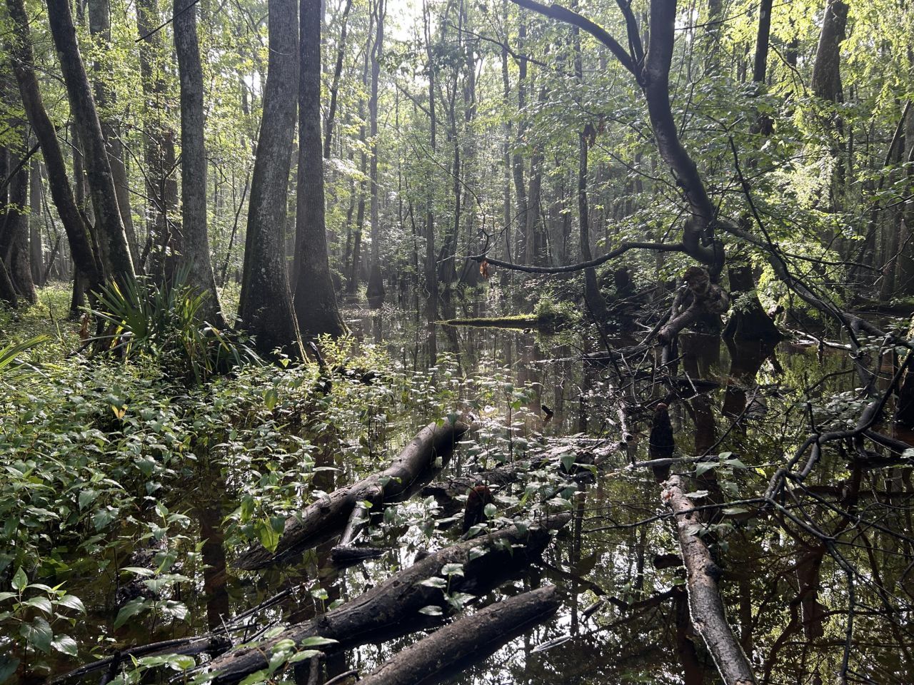 000 Cypress Campground Road Photo 26