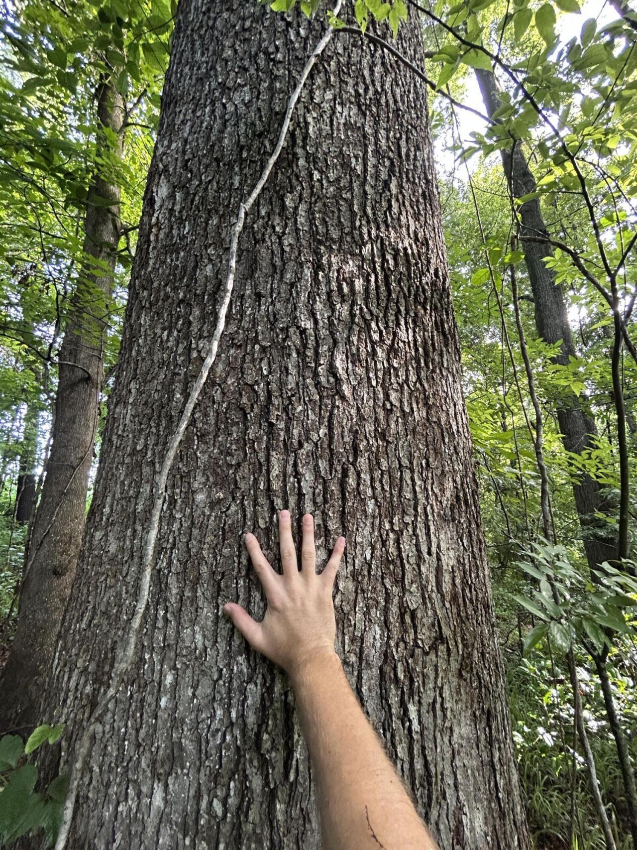 000 Cypress Campground Road Photo 30