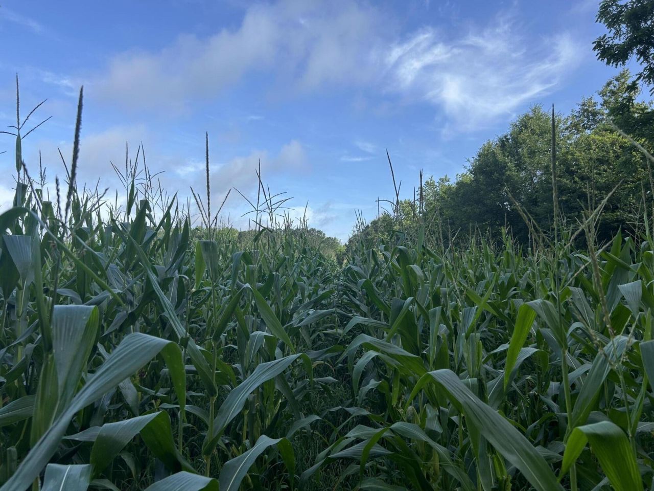 000 Cypress Campground Road Photo 32